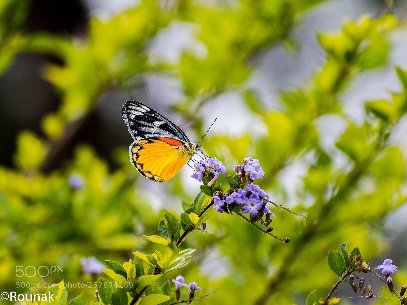 Nikon D5600 sample photo. ~the vibrant yellow~ photography