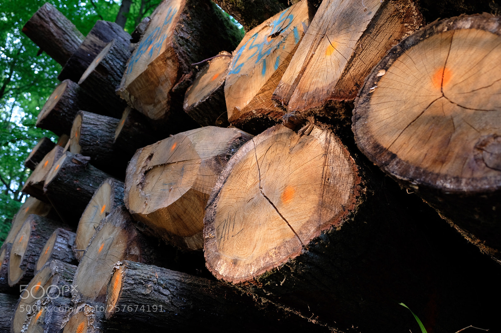 Fujifilm X-T20 sample photo. Killed trees photography