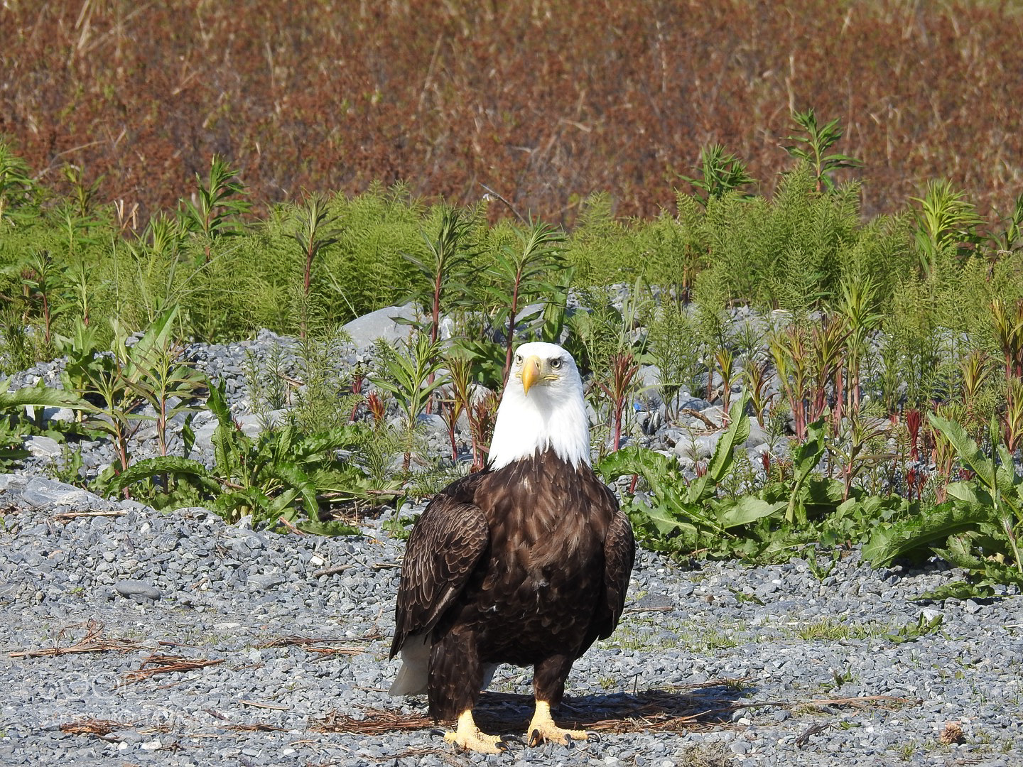 Nikon Coolpix P900 sample photo. Eagle posing for the photography