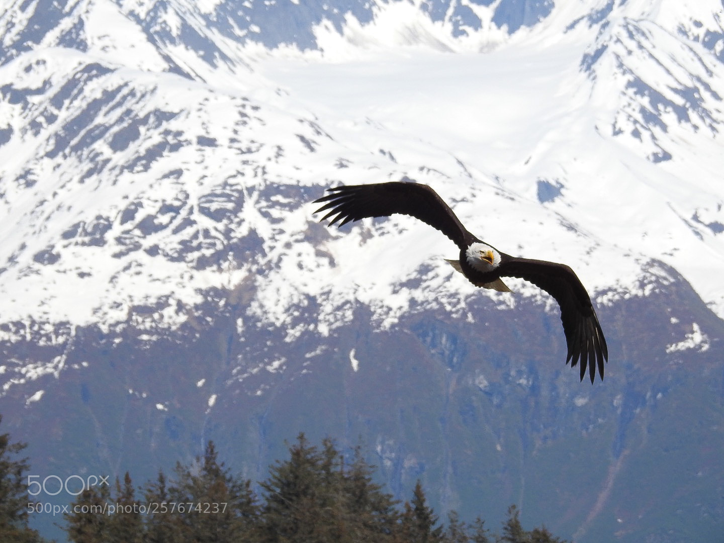 Nikon Coolpix P900 sample photo. Eagle in flight photography