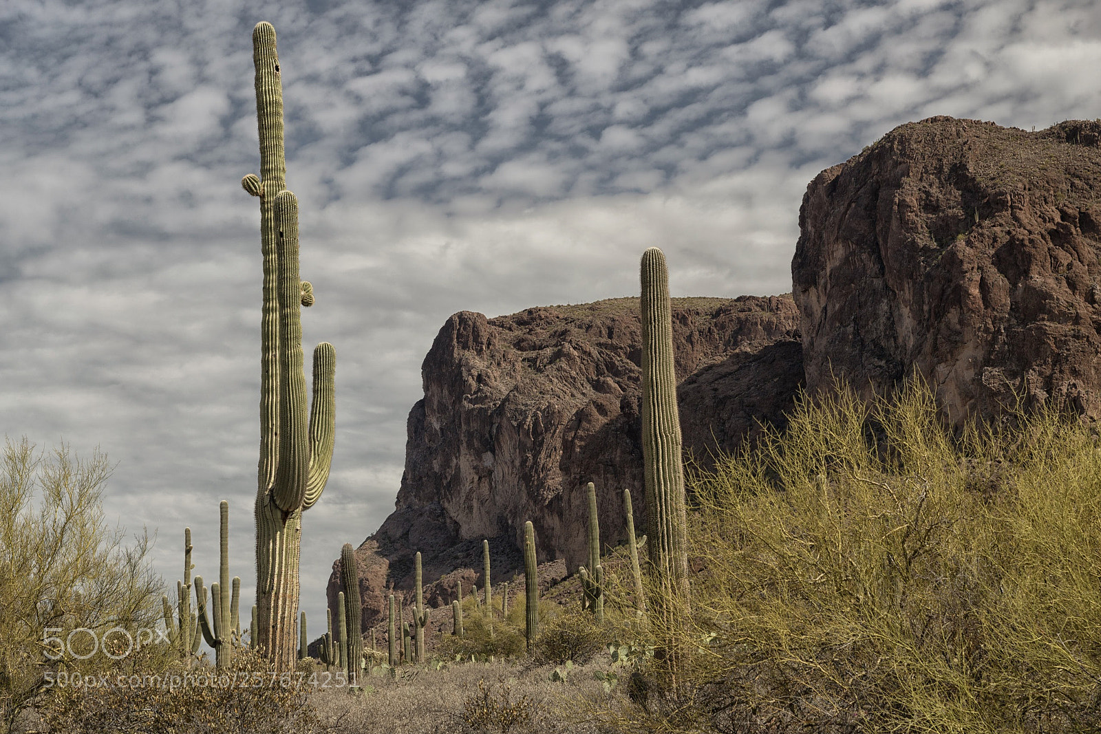 Nikon D850 sample photo. Walk with saguaros photography