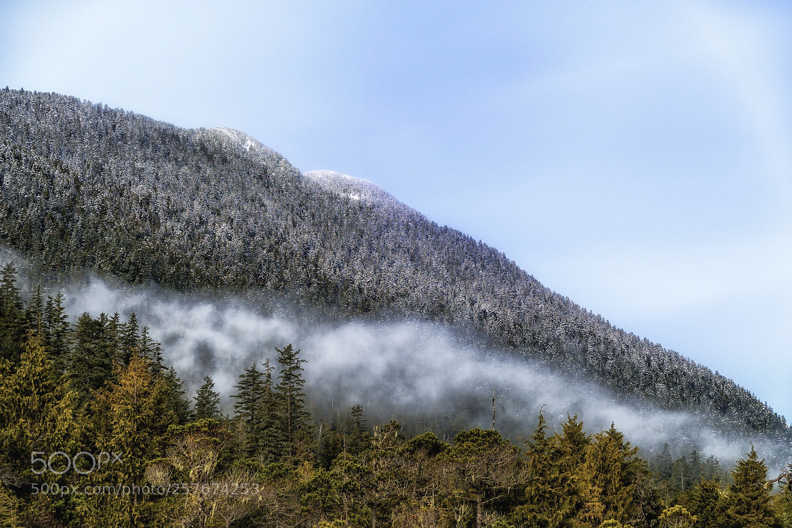 Nikon D500 sample photo. Morning fog photography