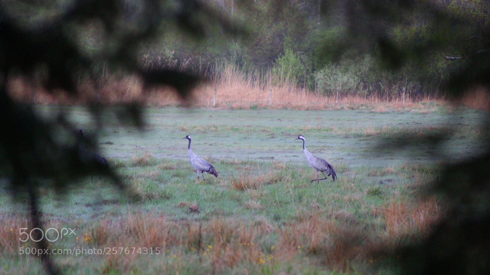 Sony Alpha DSLR-A350 sample photo. Framed photography