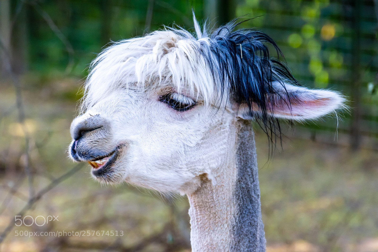 Nikon D7200 sample photo. Zoo frankfurt alpaka photography