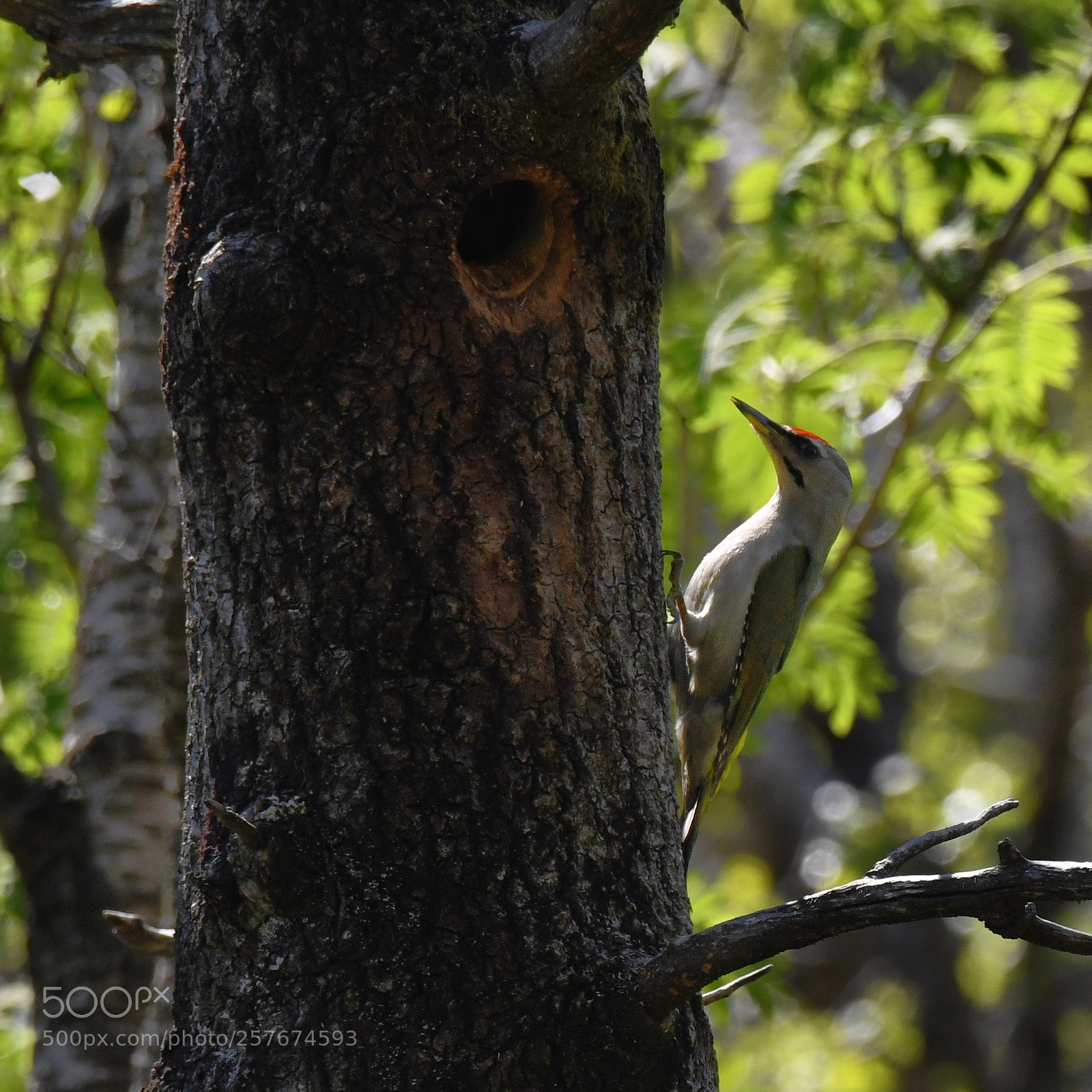 Nikon D850 sample photo. Picus canus - grey-headed photography