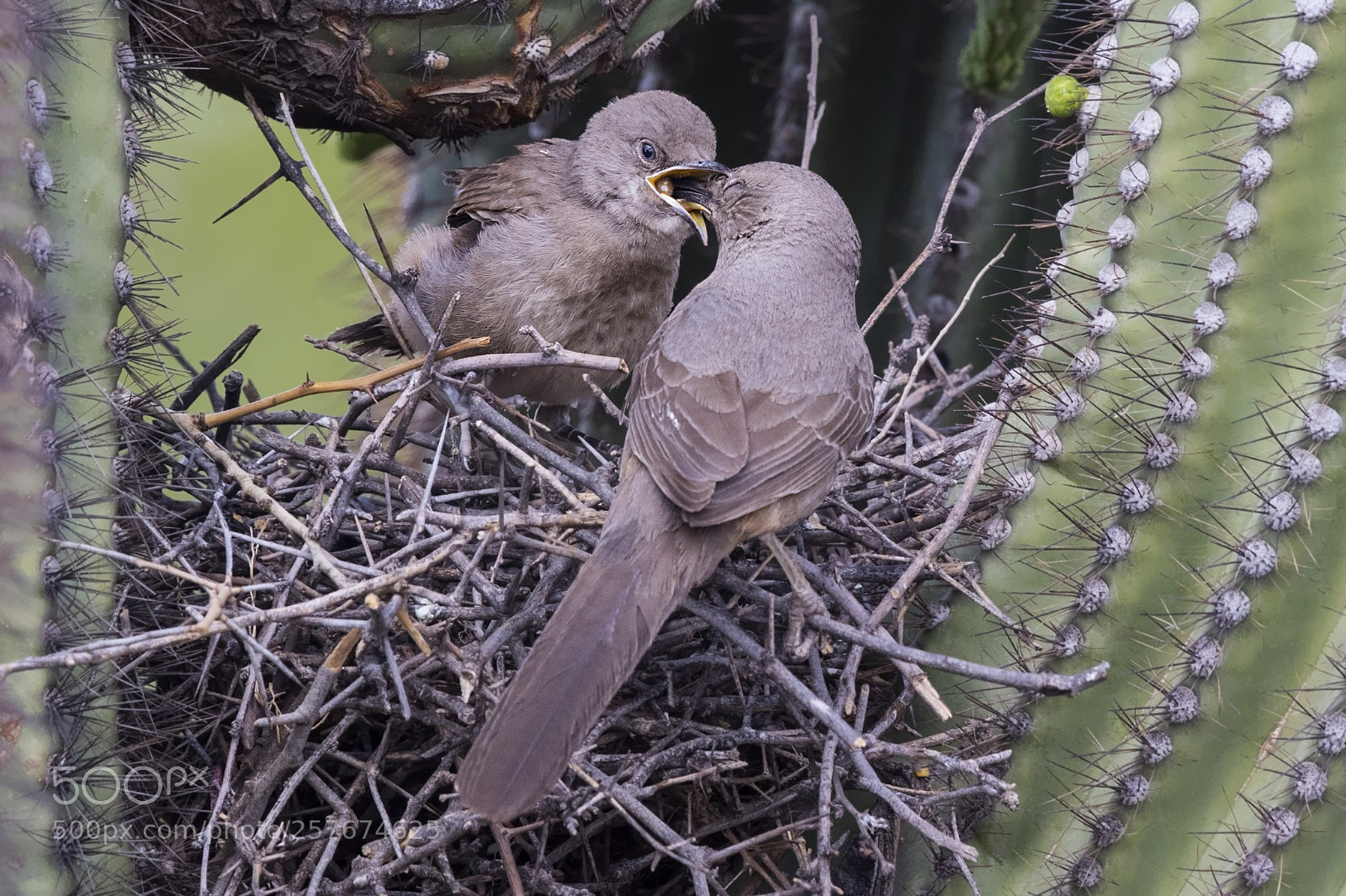 Canon EOS 7D Mark II sample photo. Curve-billed thrasher feeding time photography