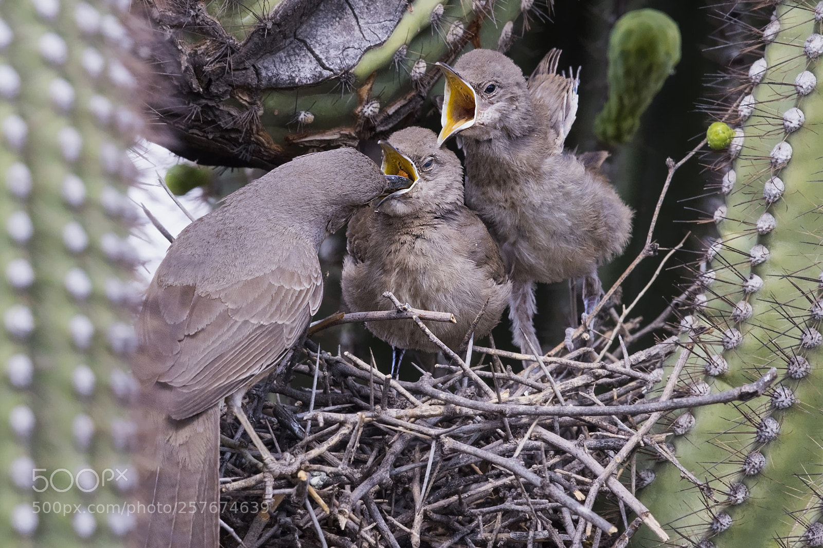 Canon EOS 7D Mark II sample photo. Curve-billed thrasher feeding time photography