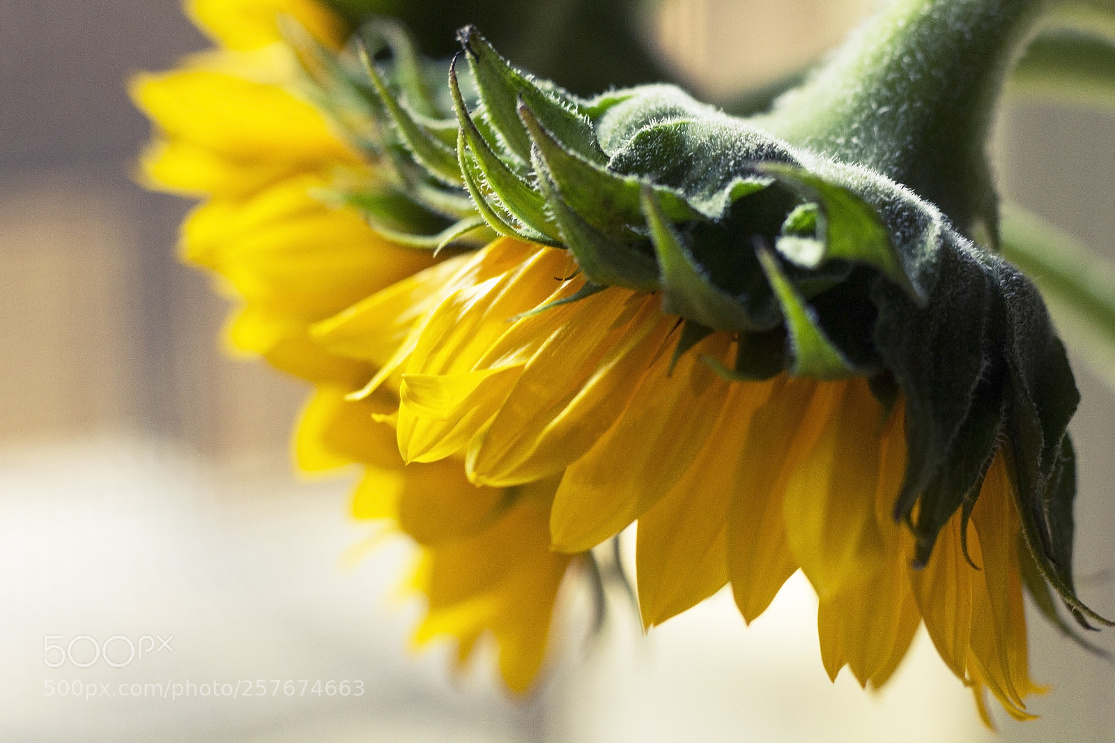Canon EOS 1200D (EOS Rebel T5 / EOS Kiss X70 / EOS Hi) sample photo. Side view of sunflower photography