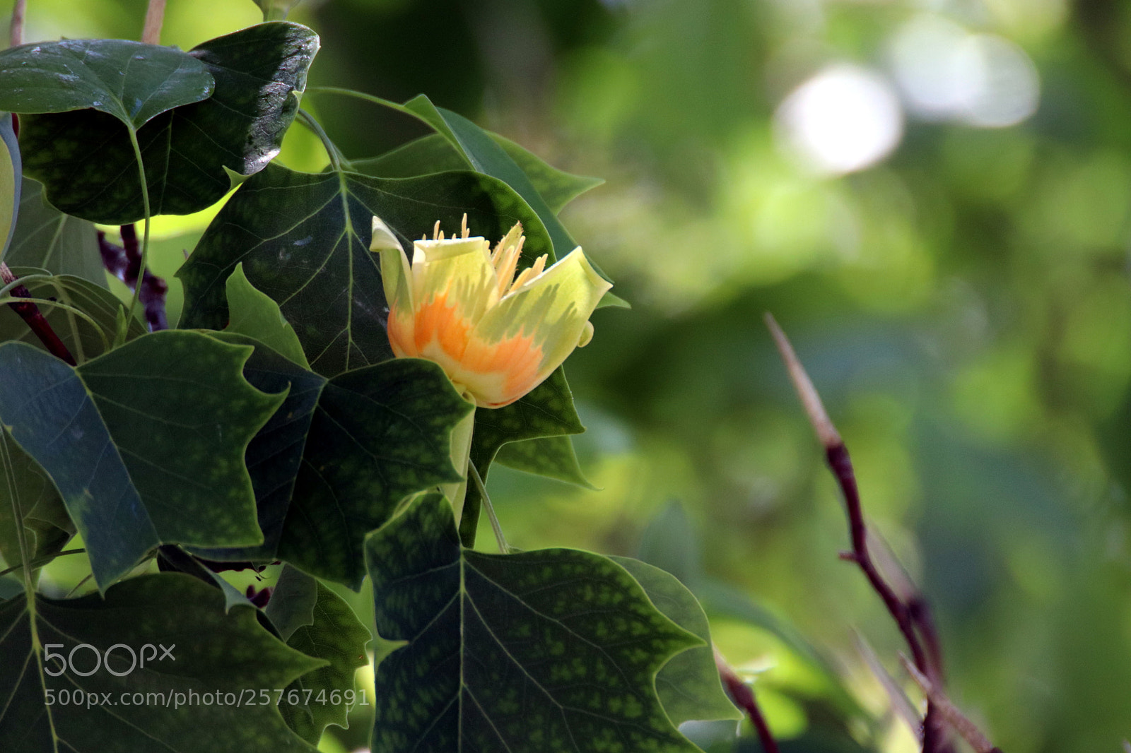 Canon EOS 77D (EOS 9000D / EOS 770D) sample photo. Asian tree floraison photography