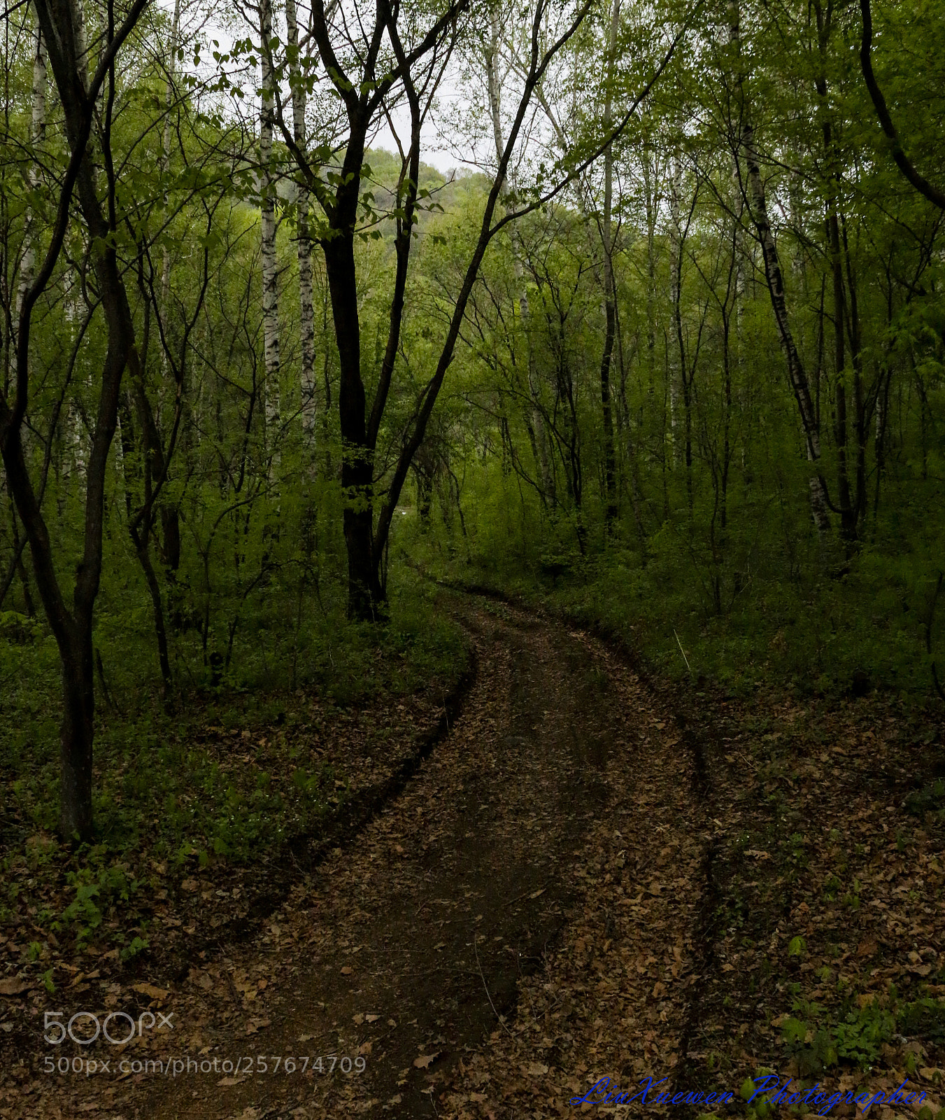Canon EOS 70D sample photo. The road to the photography