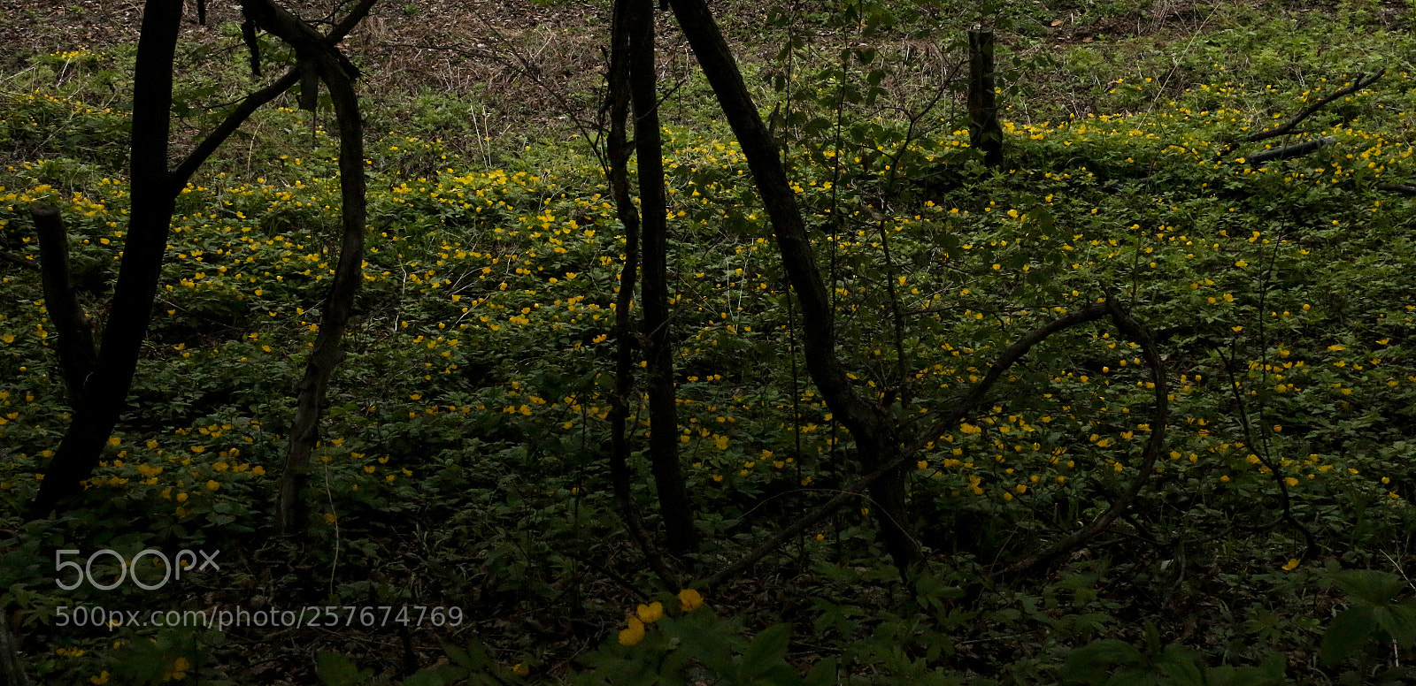 Canon EOS 70D sample photo. Wild flowers in a photography