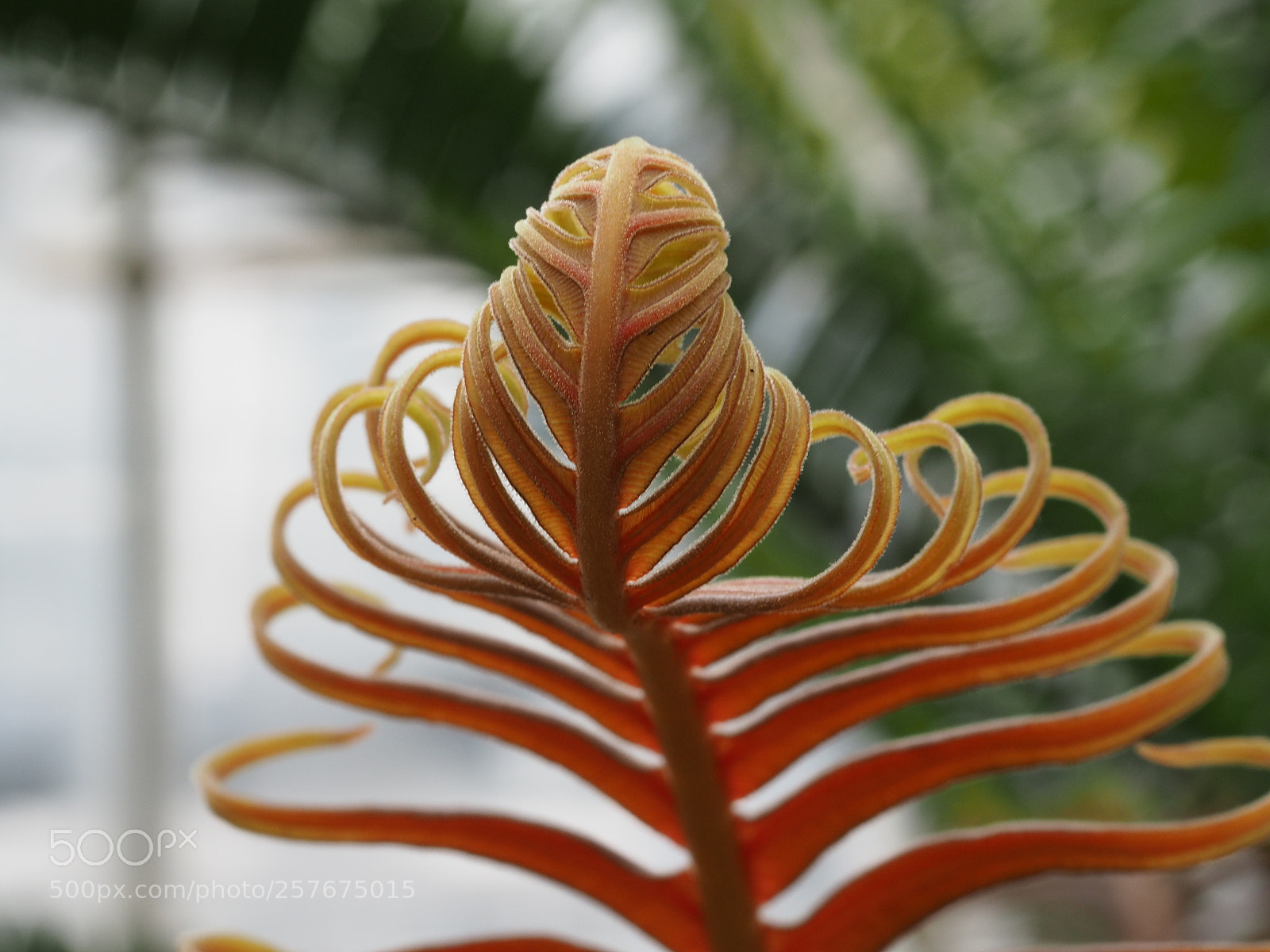 Olympus OM-D E-M5 II sample photo. New fern photography