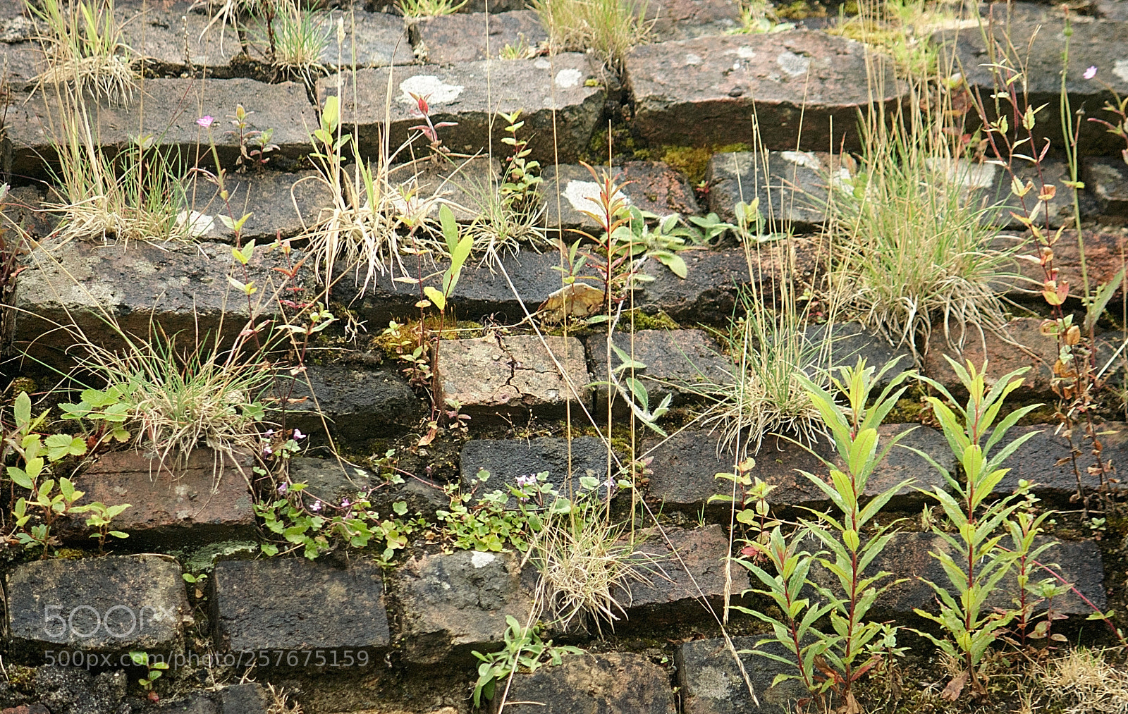 Canon EOS 350D (EOS Digital Rebel XT / EOS Kiss Digital N) sample photo. Wall study o photography
