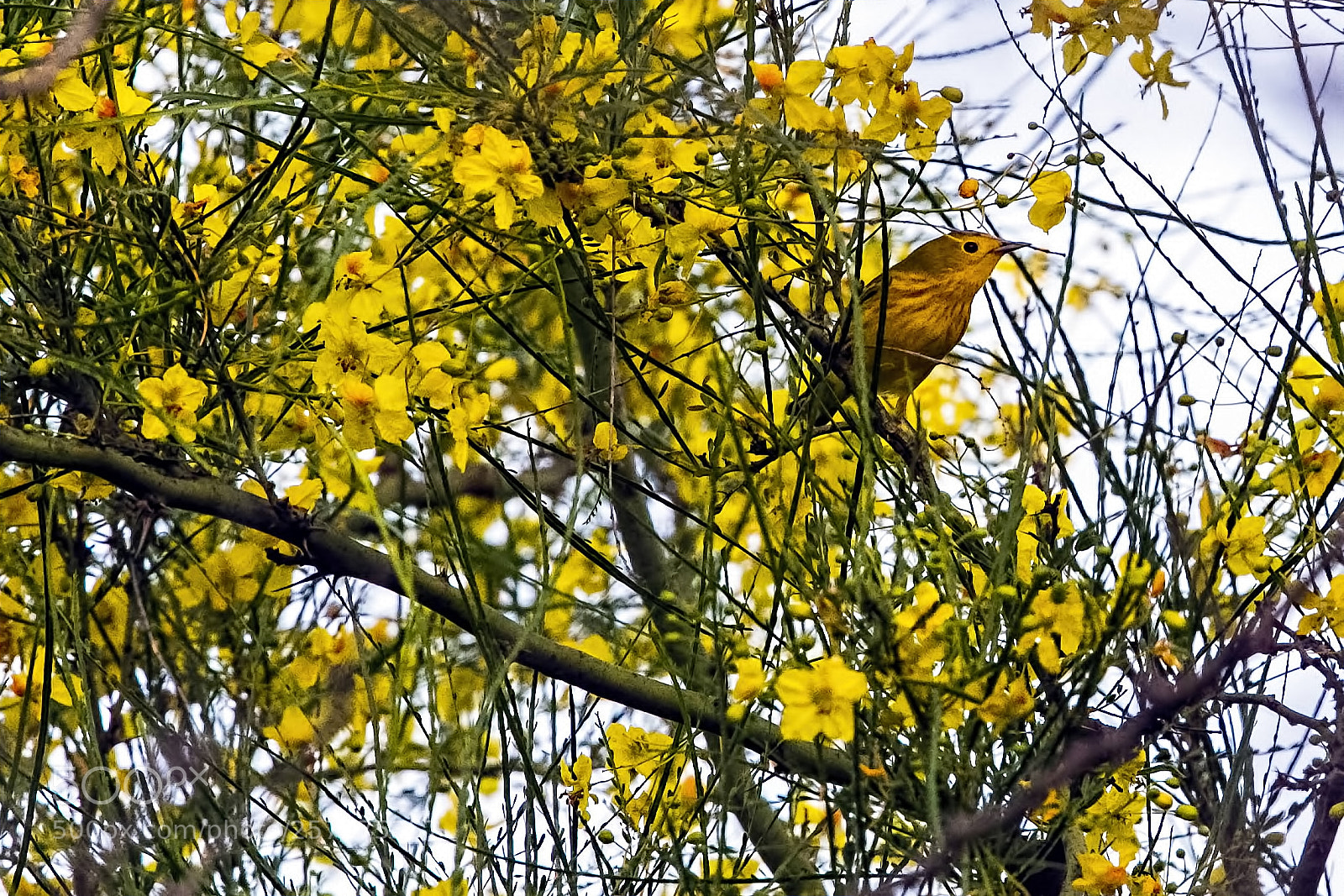 Canon EOS 7D sample photo. Mellow yellow fellow photography