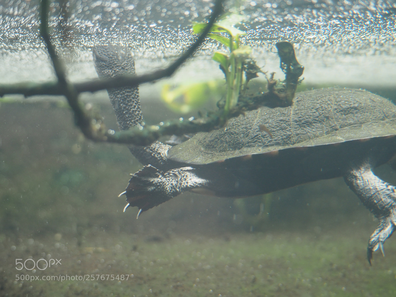Olympus OM-D E-M5 II sample photo. Turtle at reptile house photography