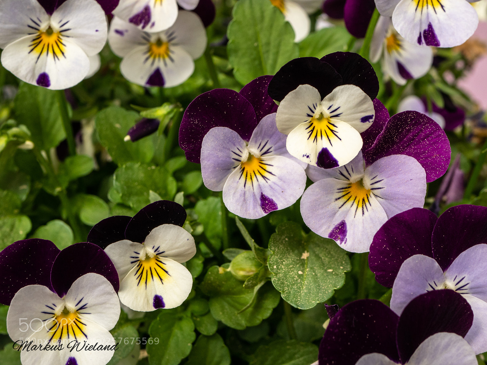 Panasonic Lumix DC-G9 sample photo. Flowers for mother day photography