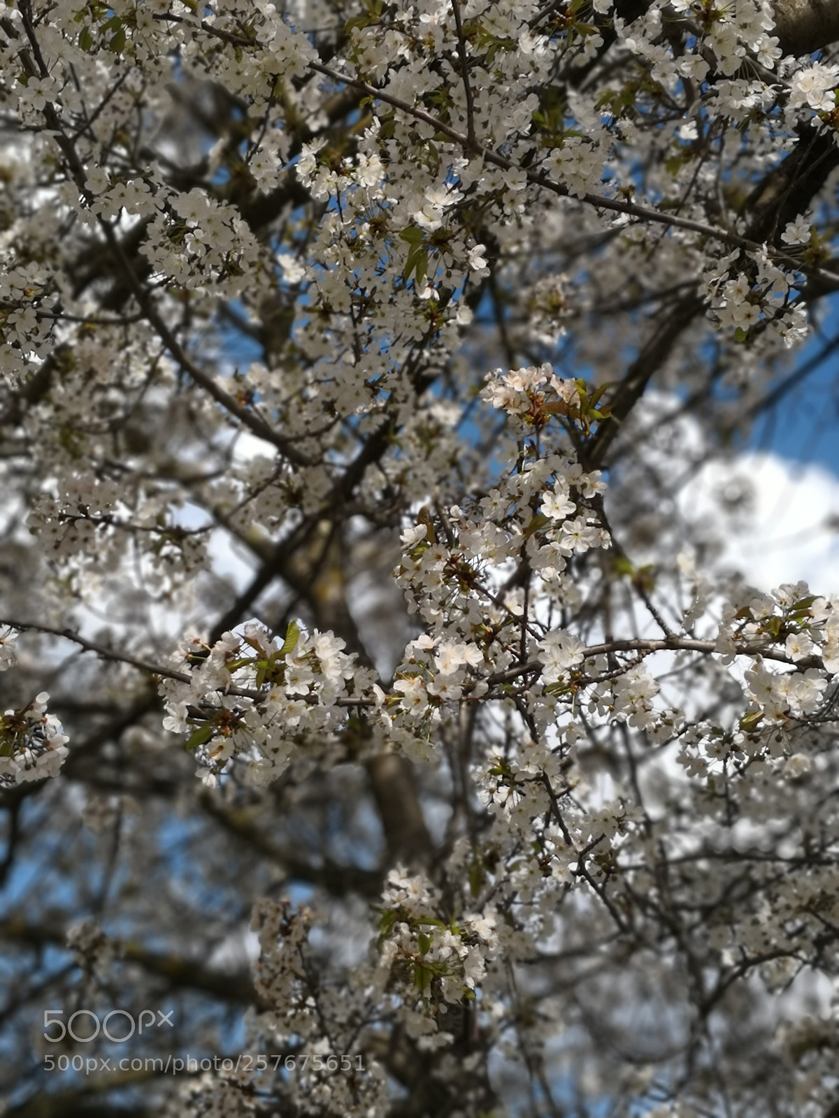 HUAWEI Mate 10 Pro sample photo. Blossom photography