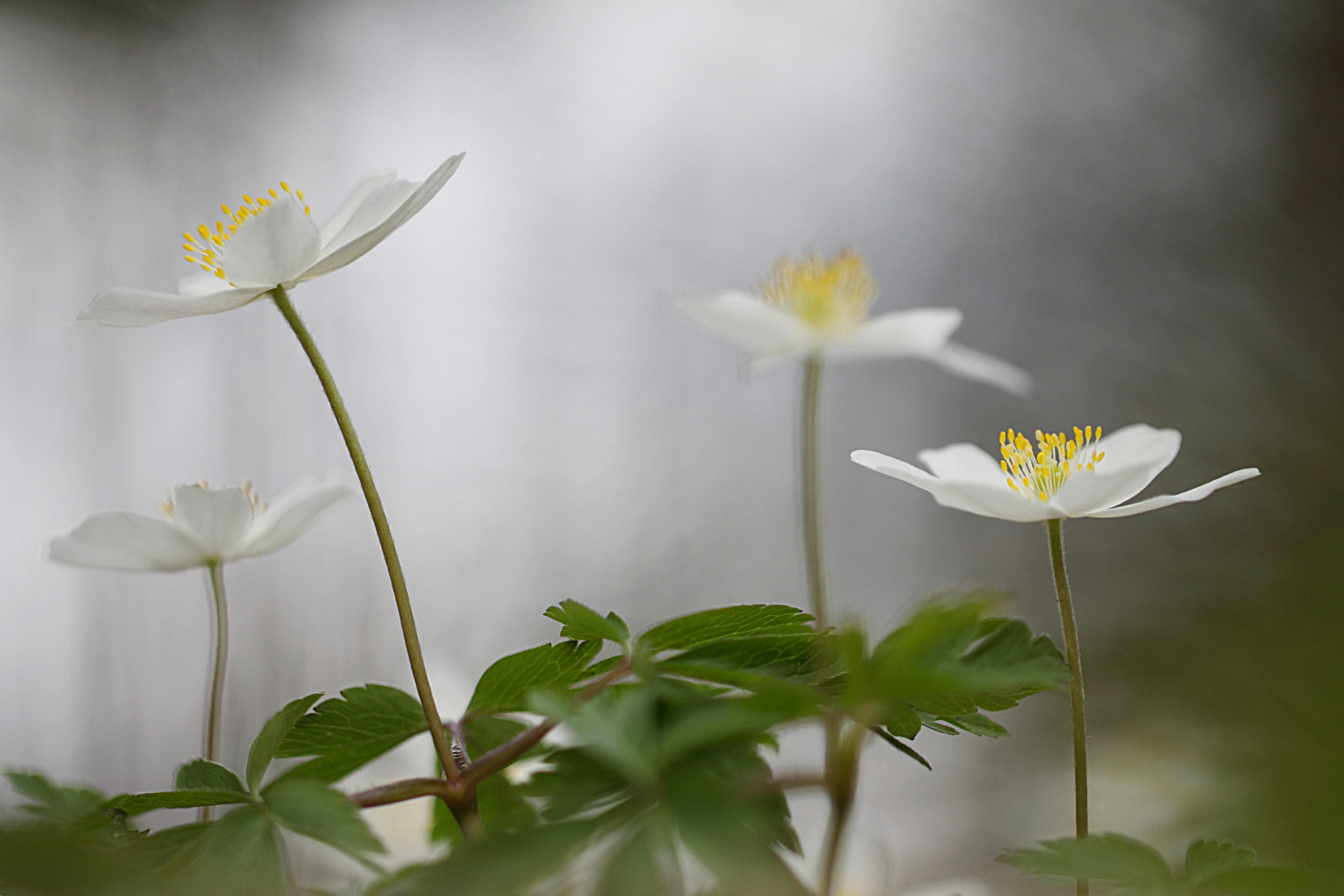Canon EF 100mm F2.8L Macro IS USM sample photo. In full bloom photography