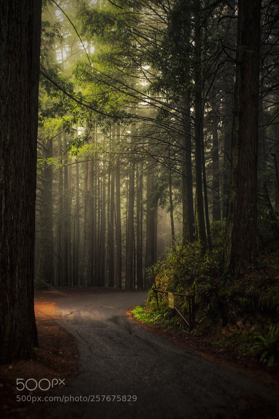 Sony a7R III sample photo. Redwood road photography