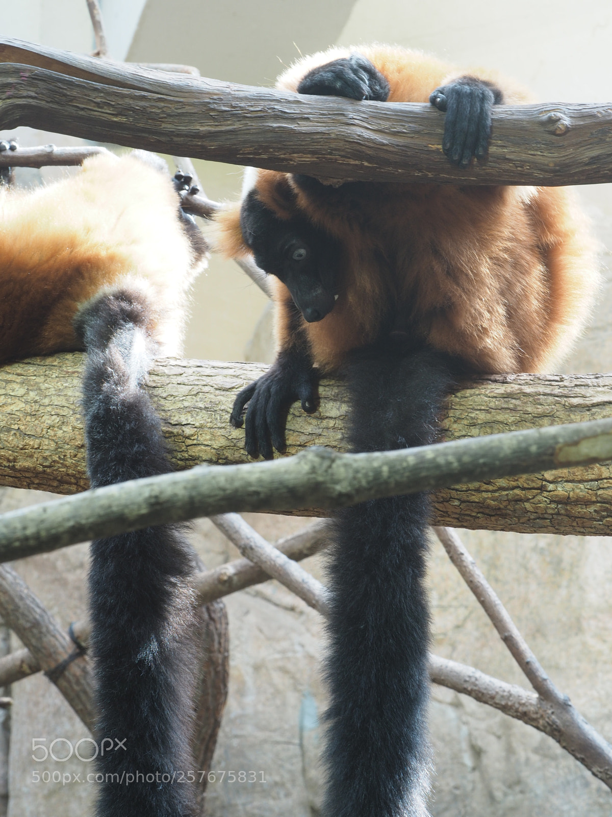 Olympus OM-D E-M5 II sample photo. Red ruffed lemur photography
