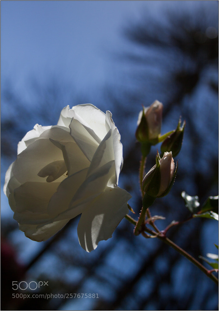 Canon EOS 50D sample photo. Suton ruza photography