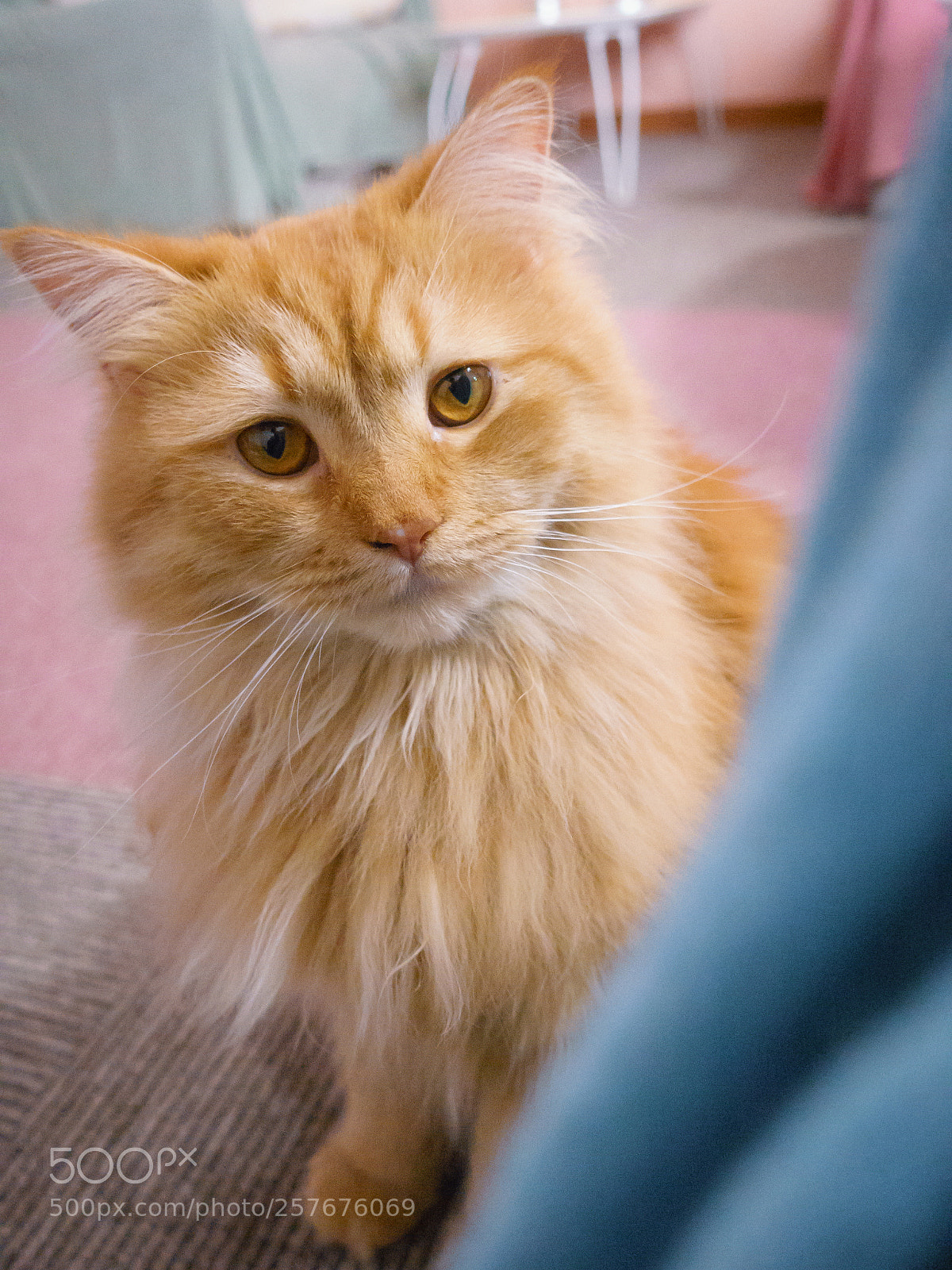 Sony Cyber-shot DSC-RX100 IV sample photo. Cats cafe photography