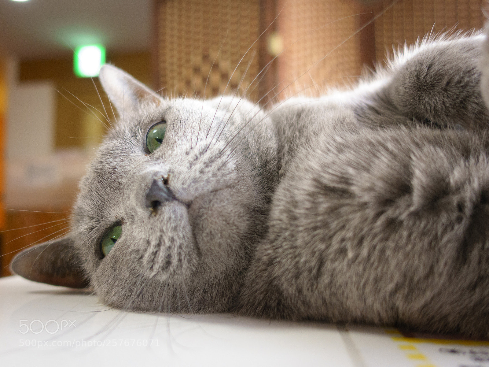 Sony Cyber-shot DSC-RX100 IV sample photo. Cats cafe photography