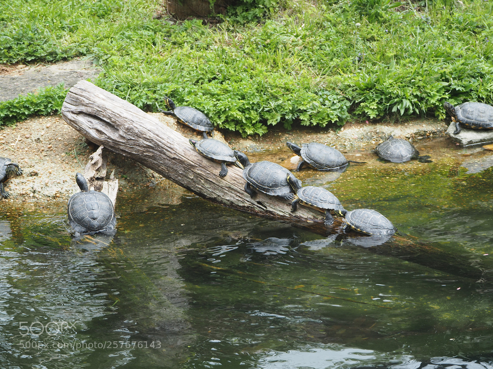 Olympus OM-D E-M5 II sample photo. Row of turtles photography