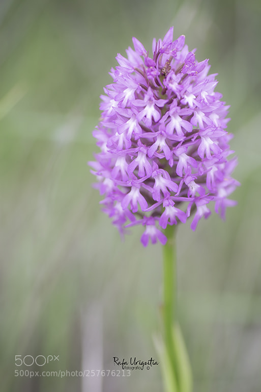 Nikon D610 sample photo. Flor caputxina photography