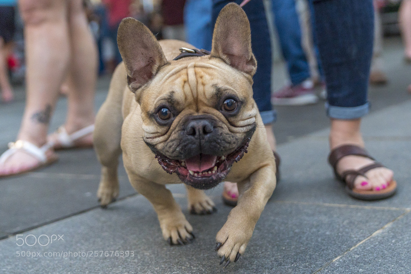 Sony a9 sample photo. A happy walk. photography