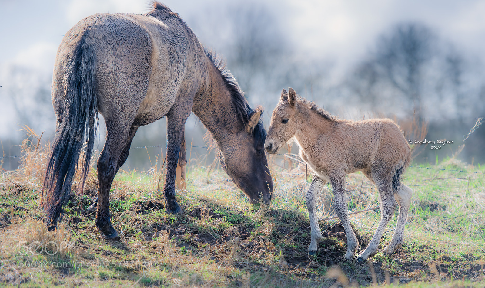 Nikon D800 sample photo. Happy mother's day photography
