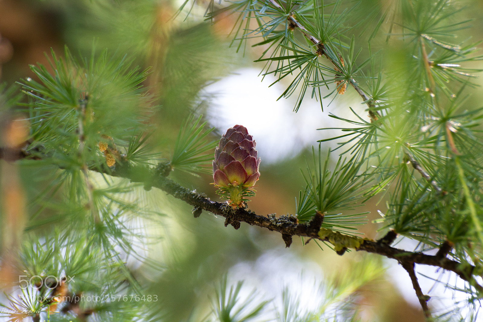 Canon EOS 60D sample photo. New life photography