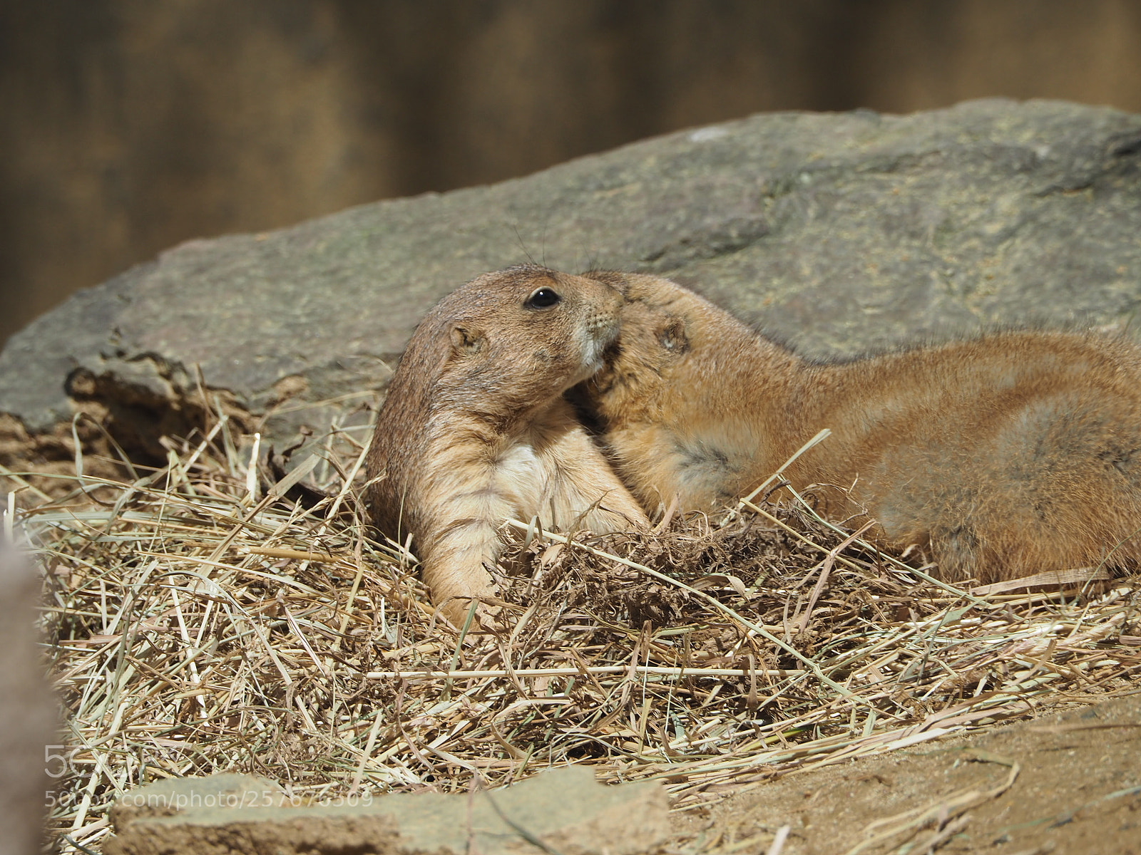 Olympus OM-D E-M5 II sample photo. Prairie dog in the photography