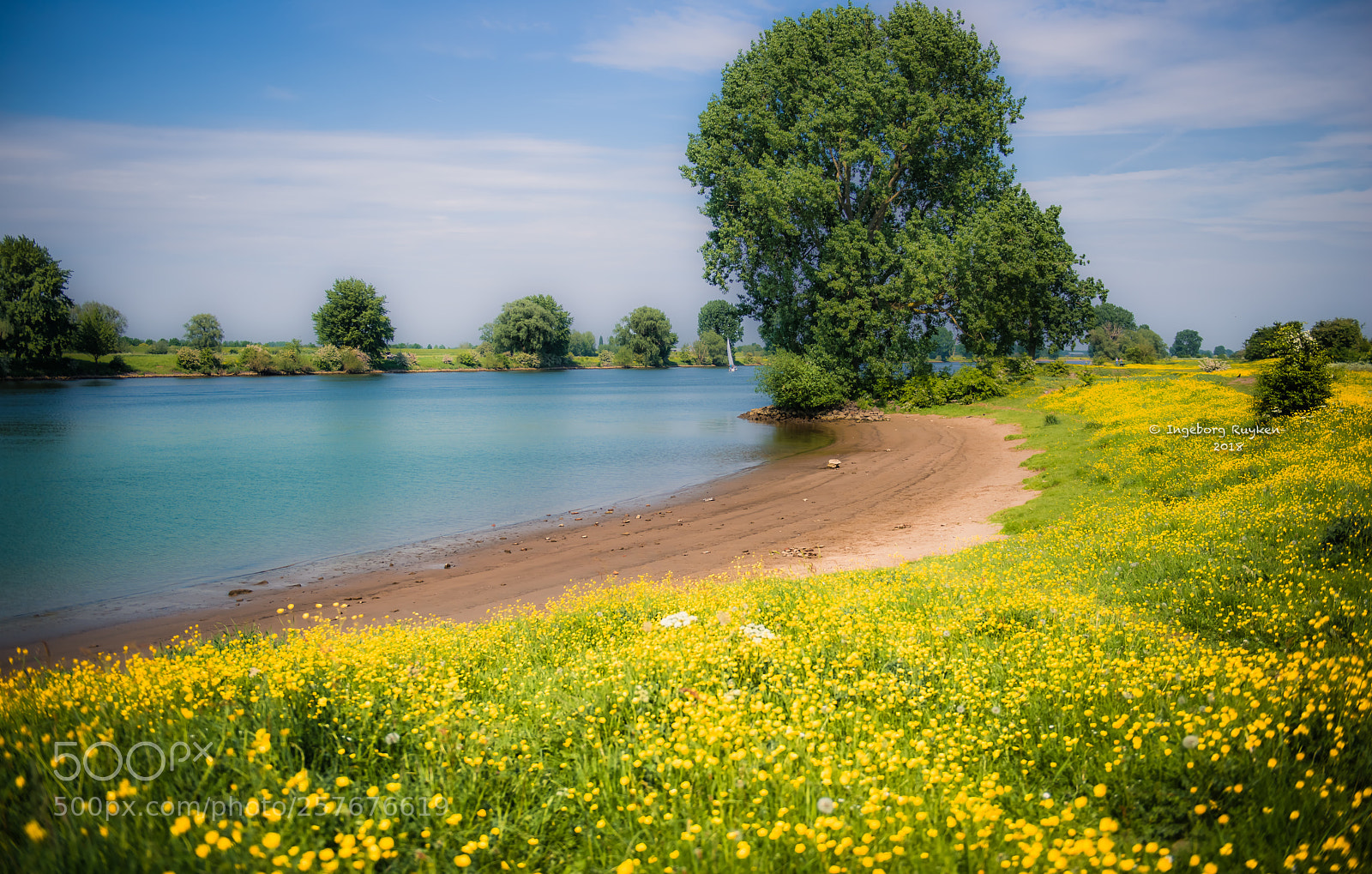 Nikon D800 sample photo. Yellow is the colour photography