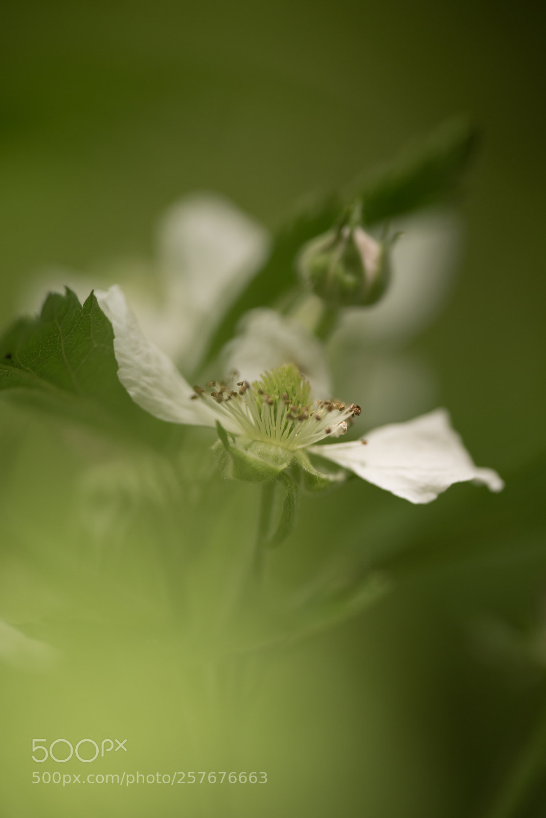 Nikon D750 sample photo. Painterly photography photography