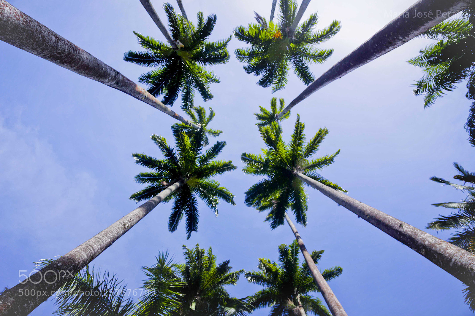 Canon EOS 6D sample photo. Palm vibe photography