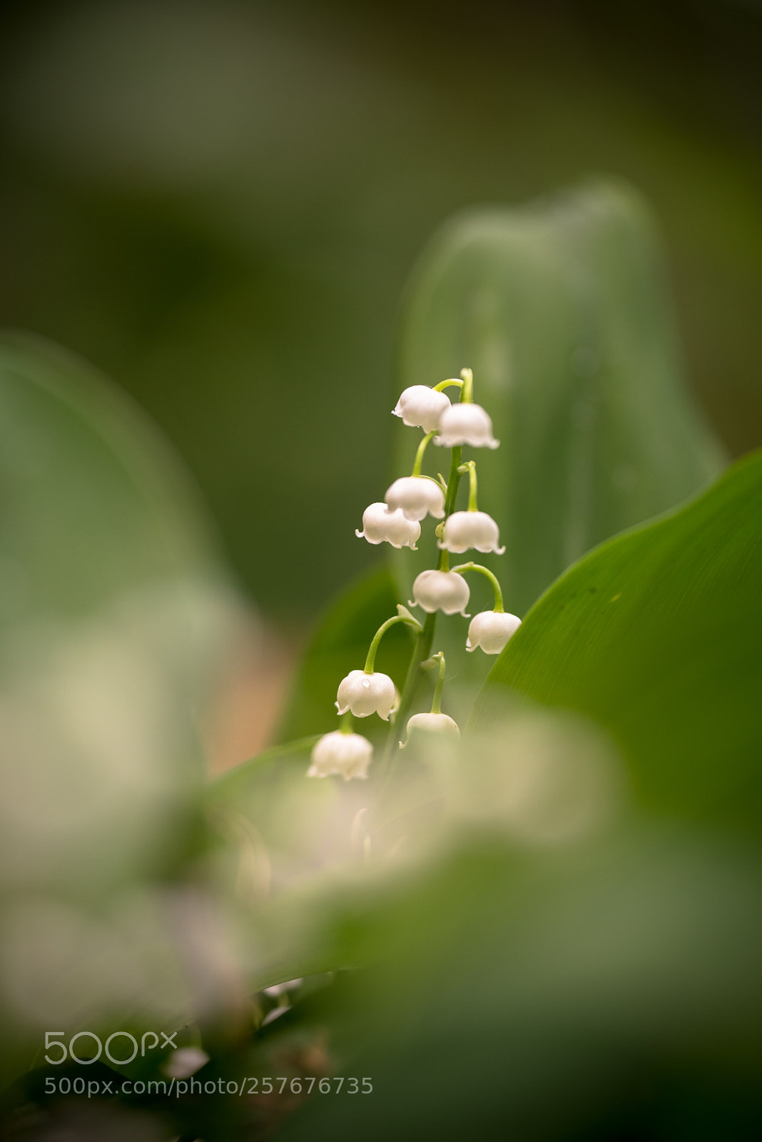 Nikon D750 sample photo. Painterly photography photography