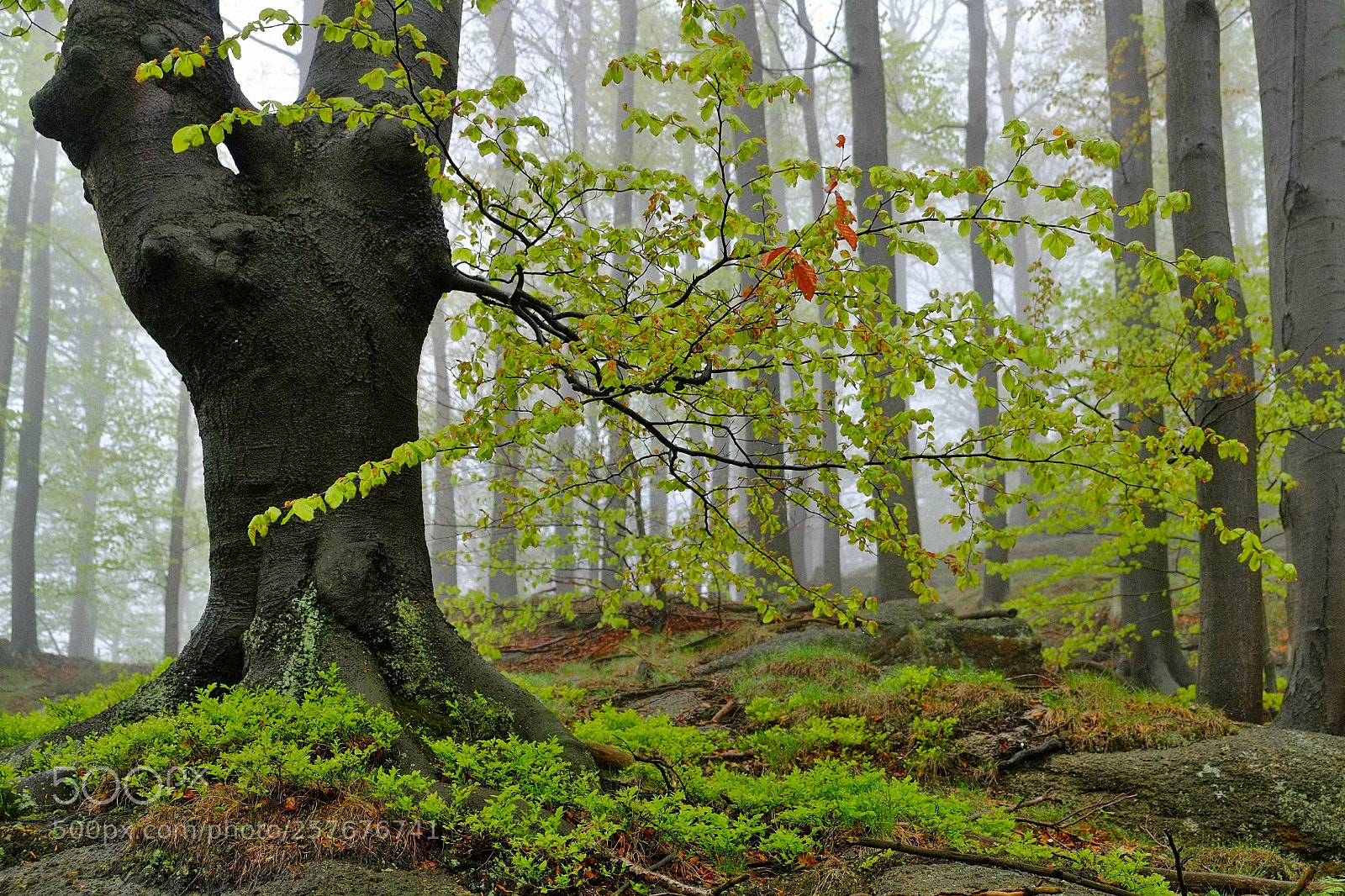 Fujifilm X-E1 sample photo. Jizerské mountain photography