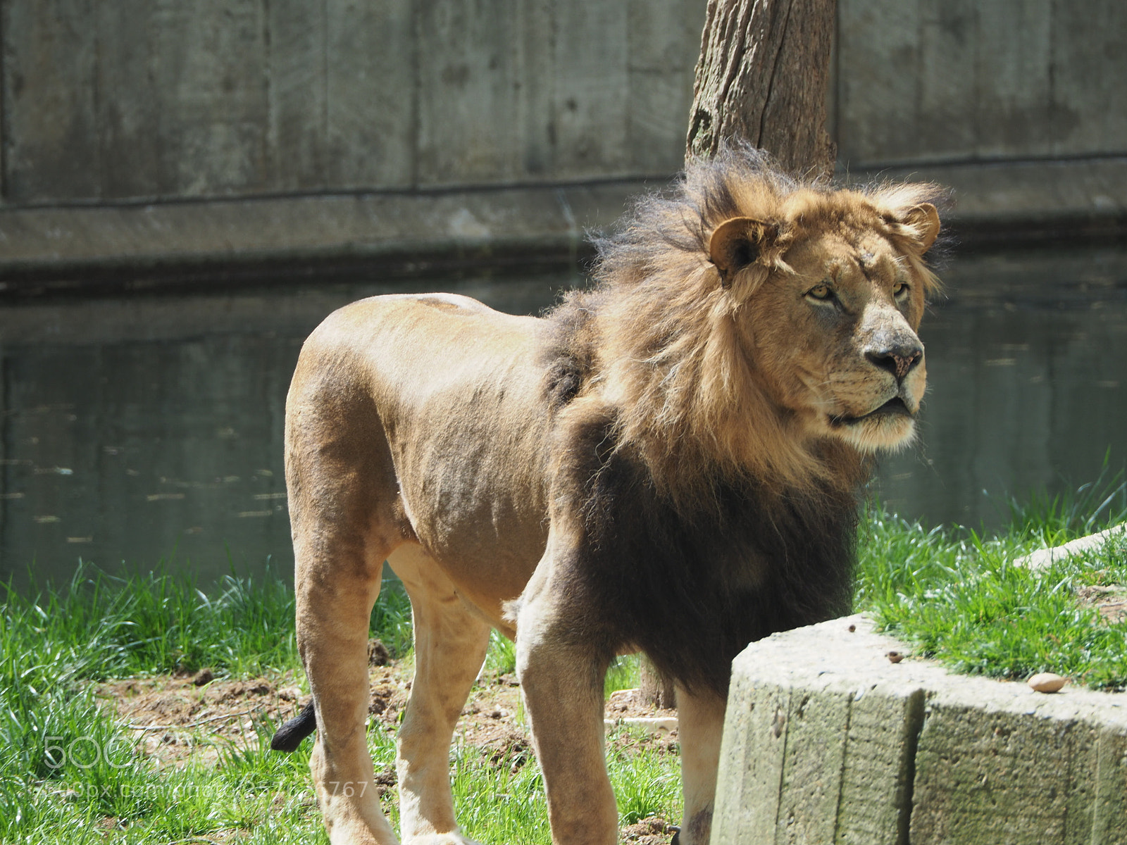 Olympus OM-D E-M5 II sample photo. Adult male lion photography