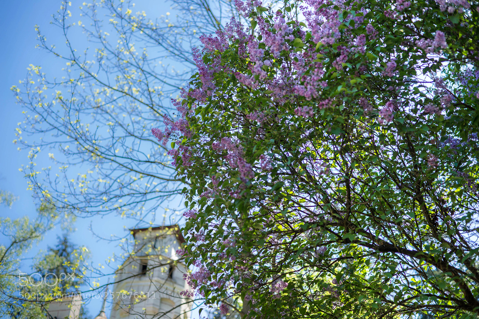 Sony a99 II sample photo. Spring is here photography