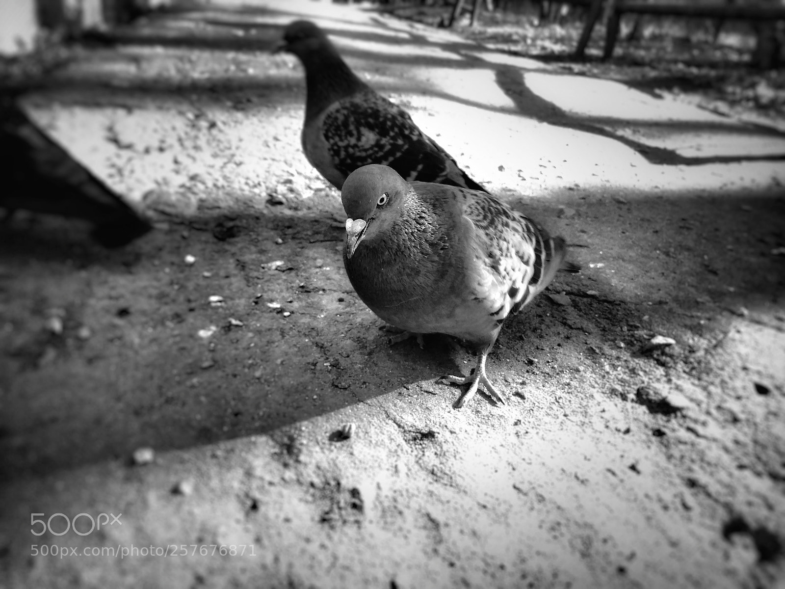 Xiaomi Redmi 4A sample photo. ⚫⚪ photography