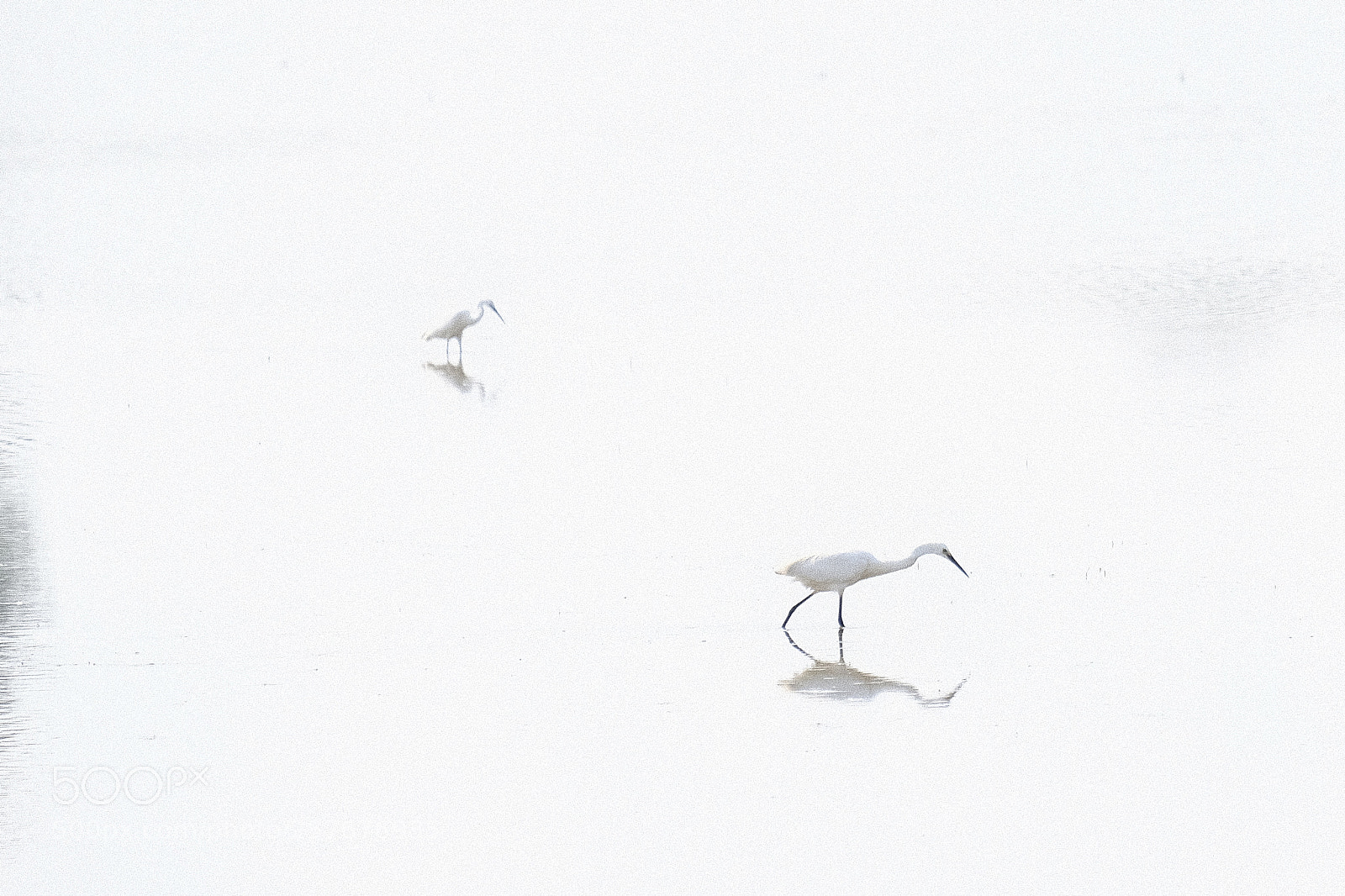 Fujifilm X-Pro2 sample photo. Bianco assoluto photography