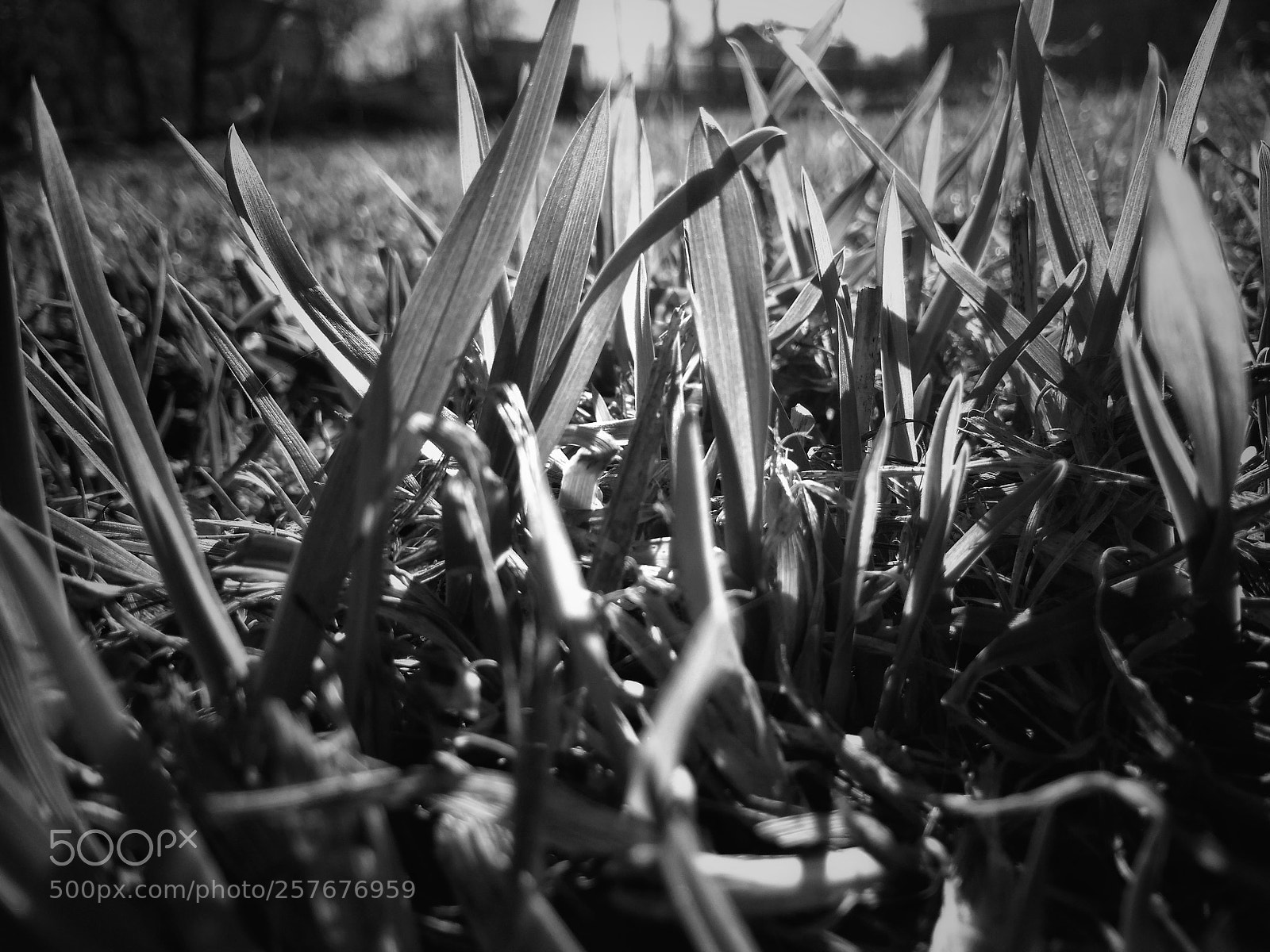 Xiaomi Redmi 4A sample photo. ⚪⚫ photography