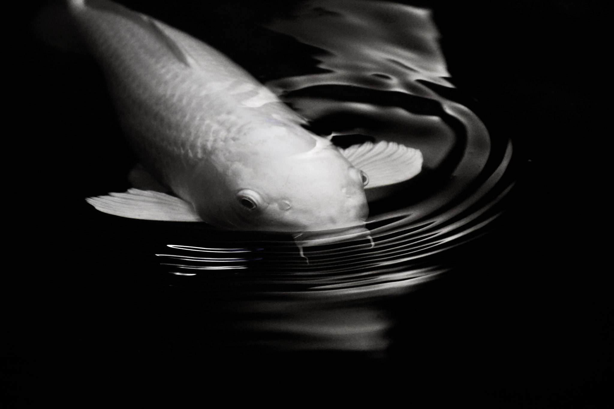 Nikon D5600 sample photo. White koi photography