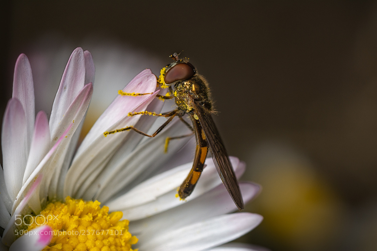 Nikon D7100 sample photo. Fly on daisy photography