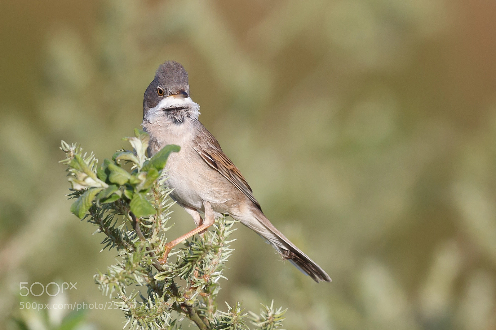 Canon EOS 5D Mark II sample photo. Sylvia communis - grasmus photography