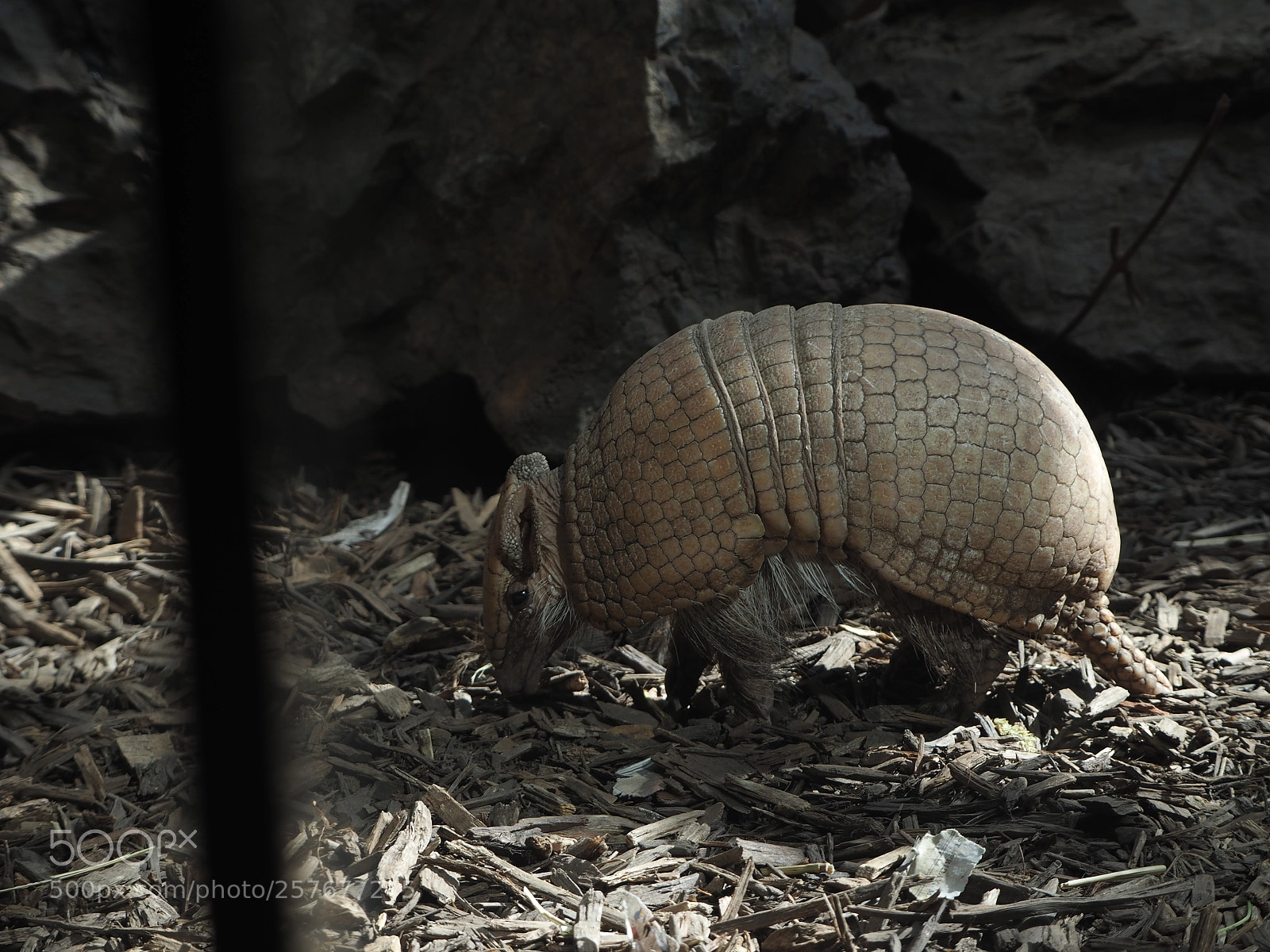 Olympus OM-D E-M5 II sample photo. Armadillo photography