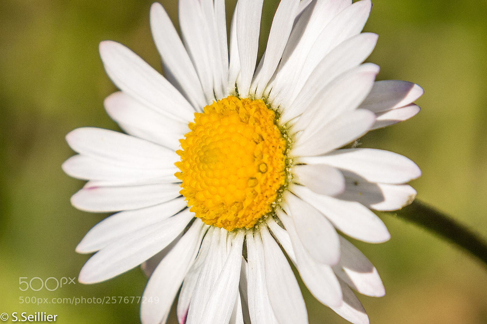Canon EOS 700D (EOS Rebel T5i / EOS Kiss X7i) sample photo. Spring flower photography