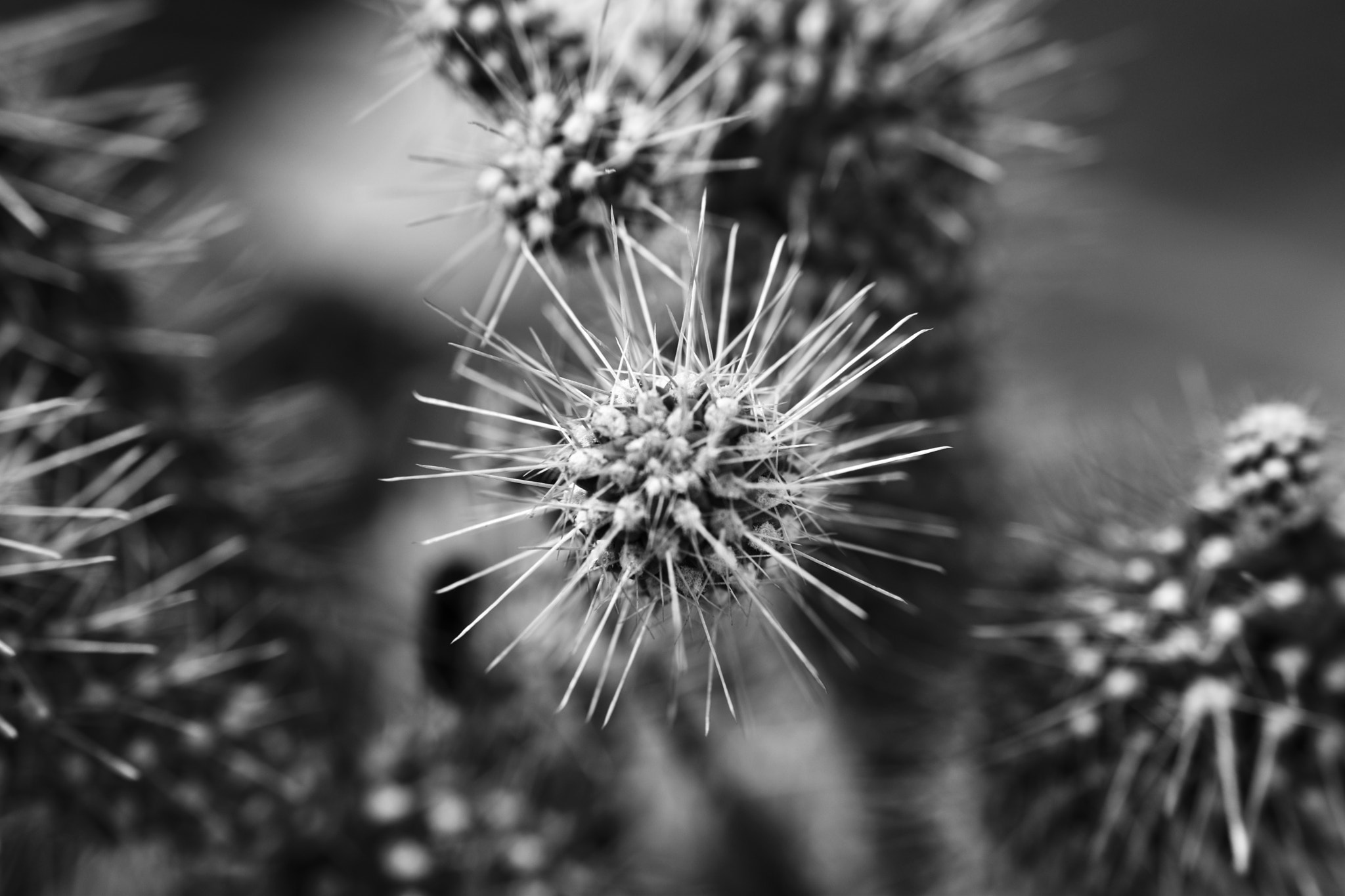 Nikon D5600 sample photo. Cactus star photography