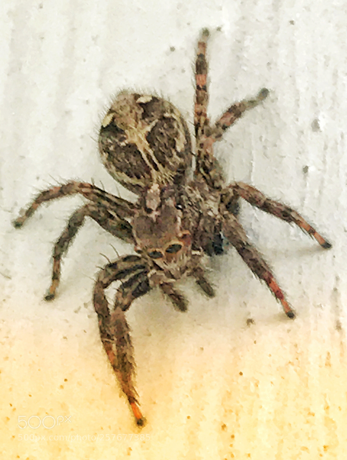 Apple iPhone 7 Plus sample photo. Spider world photography
